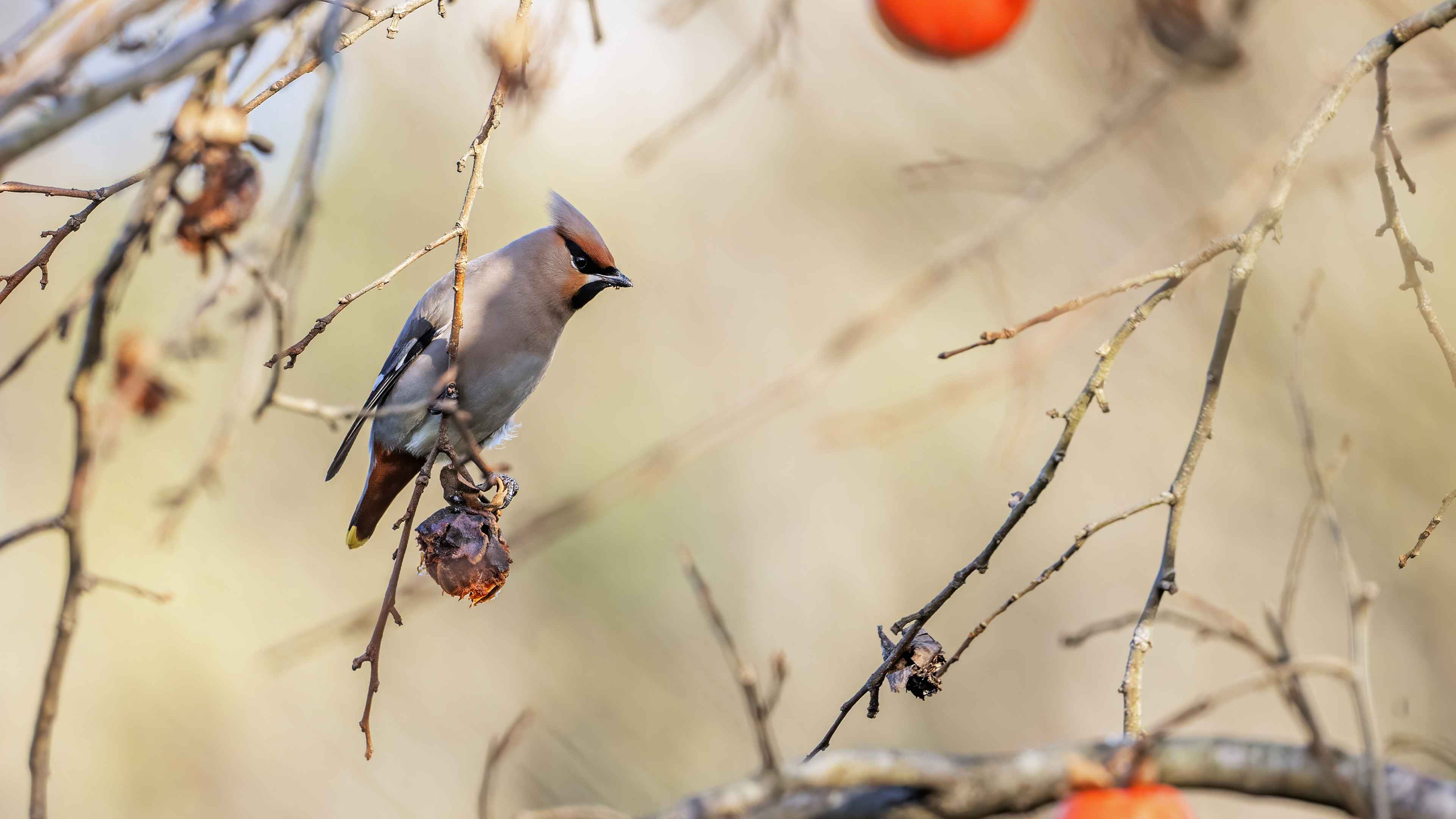 Bohemian Waxwing